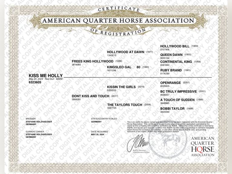 American Quarter Horse Mare 1 year 15,1 hh Chestnut-Red in Helmenzen