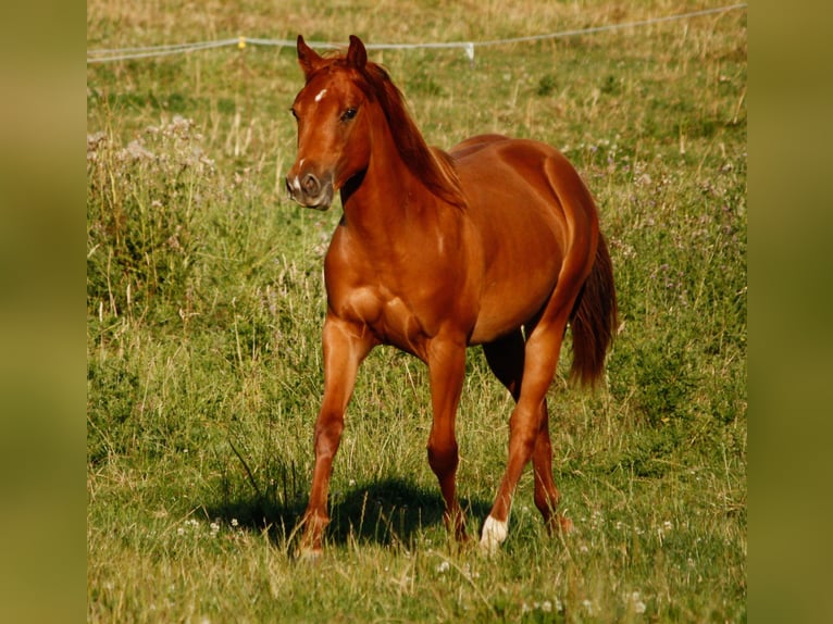 American Quarter Horse Mare 1 year 15,1 hh Chestnut-Red in Helmenzen