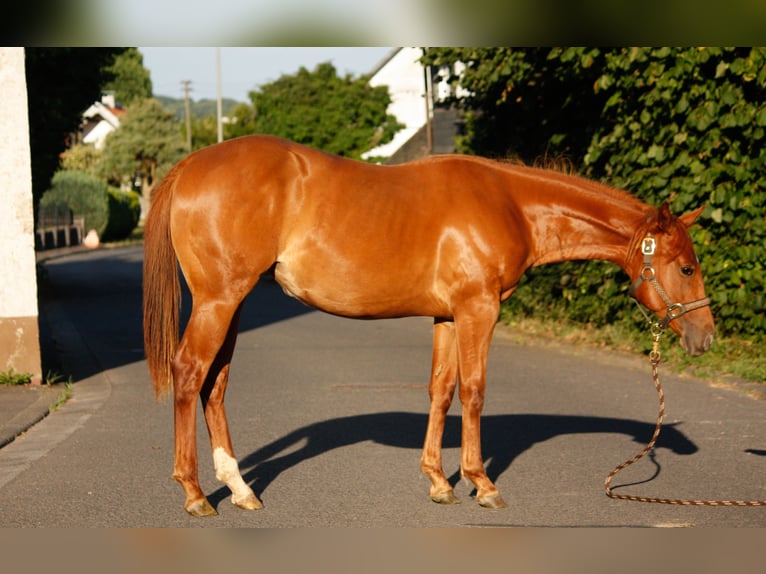 American Quarter Horse Mare 1 year 15,1 hh Chestnut-Red in Helmenzen