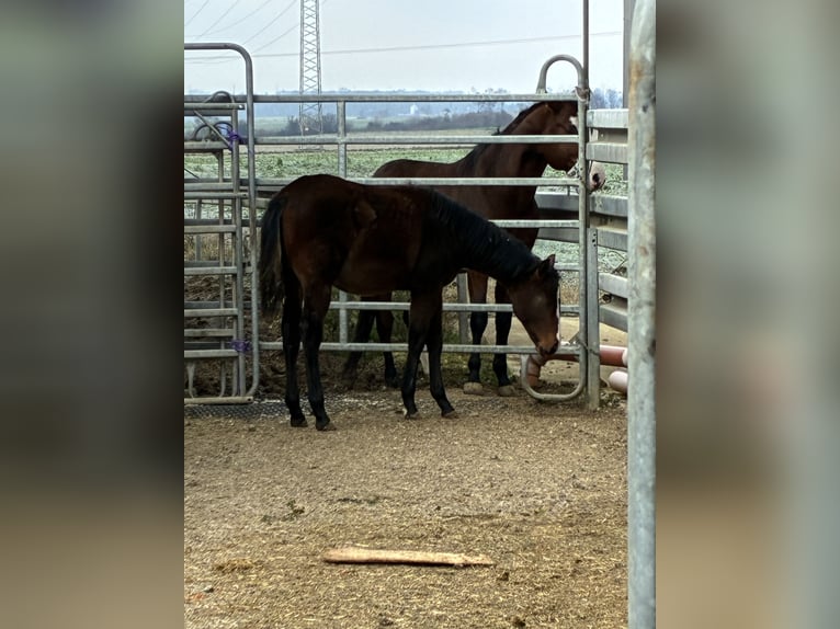 American Quarter Horse Mare 1 year 15,3 hh Brown in Langenau