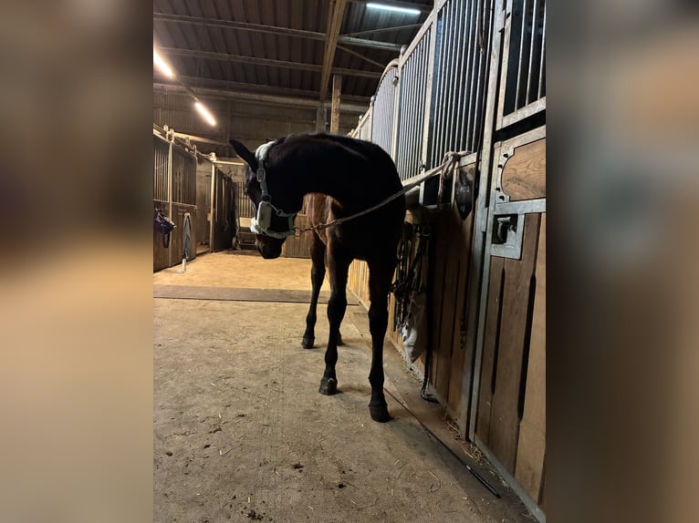 American Quarter Horse Mare 1 year 15,3 hh Brown in Langenau