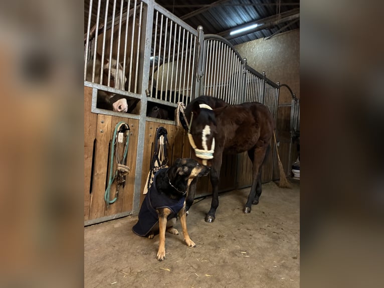 American Quarter Horse Mare 1 year 15,3 hh Brown in Langenau