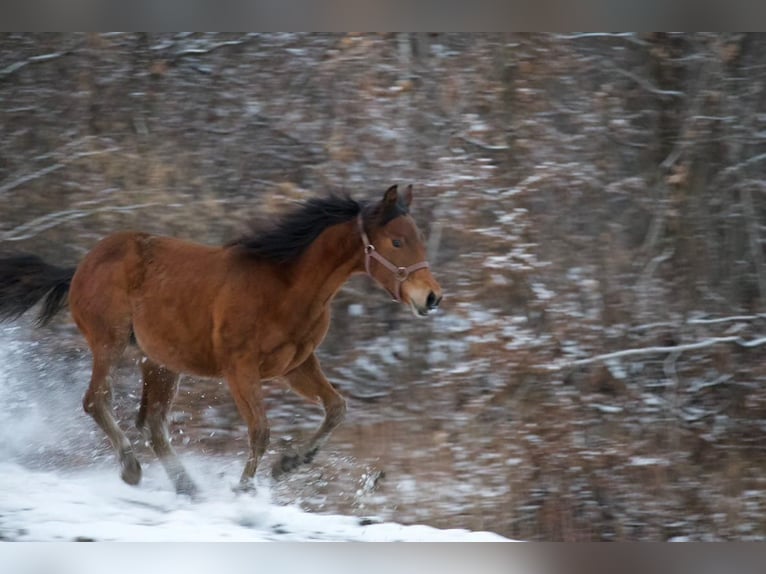 American Quarter Horse Mare 1 year Bay in Lesično