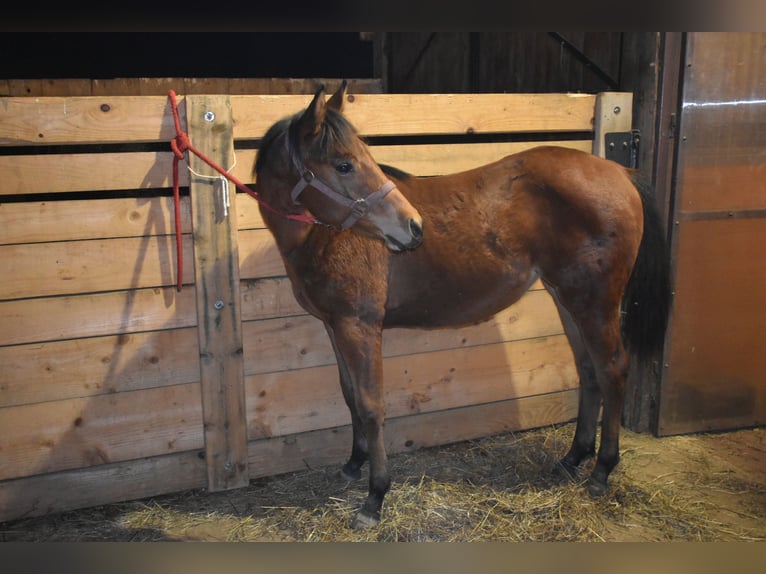 American Quarter Horse Mare 1 year Bay in Lesično