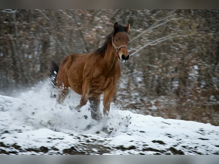 American Quarter Horse Mare 1 year Bay in Lesično