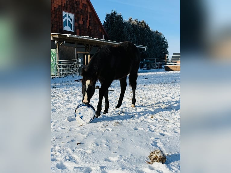 American Quarter Horse Mare 1 year Black in Gifhorn