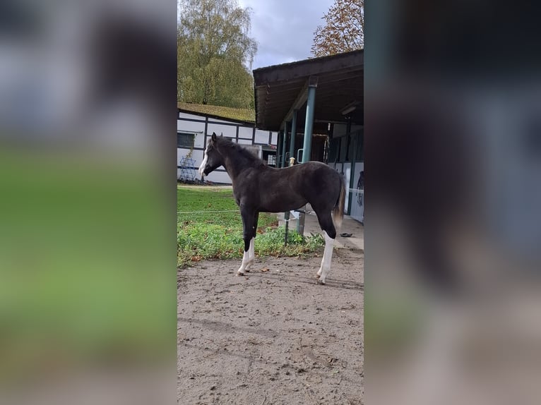 American Quarter Horse Mare 1 year Black in Bochum