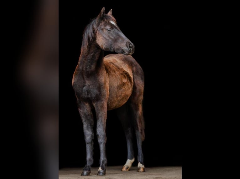 American Quarter Horse Mare 1 year Black in Gerolfingen