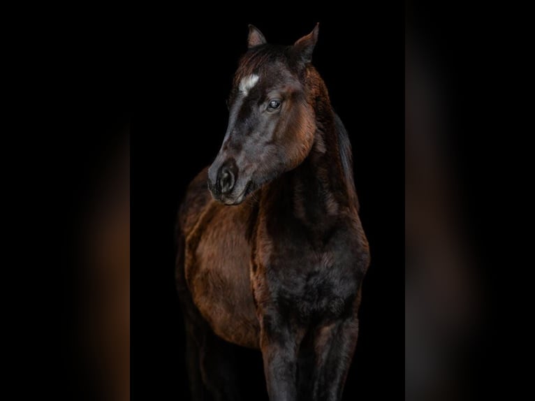 American Quarter Horse Mare 1 year Black in Gerolfingen