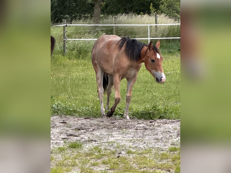 American Quarter Horse Mare 1 year Brown-Light in Esens