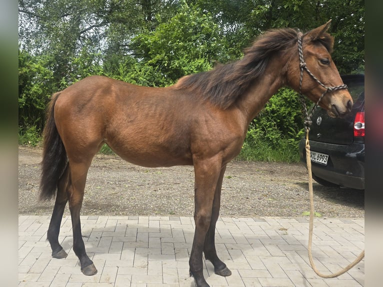 American Quarter Horse Mare 1 year Brown in Stockhausen illfurth