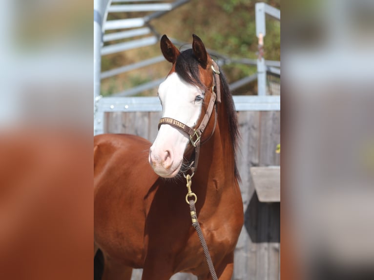 American Quarter Horse Mare 1 year Brown in Eores