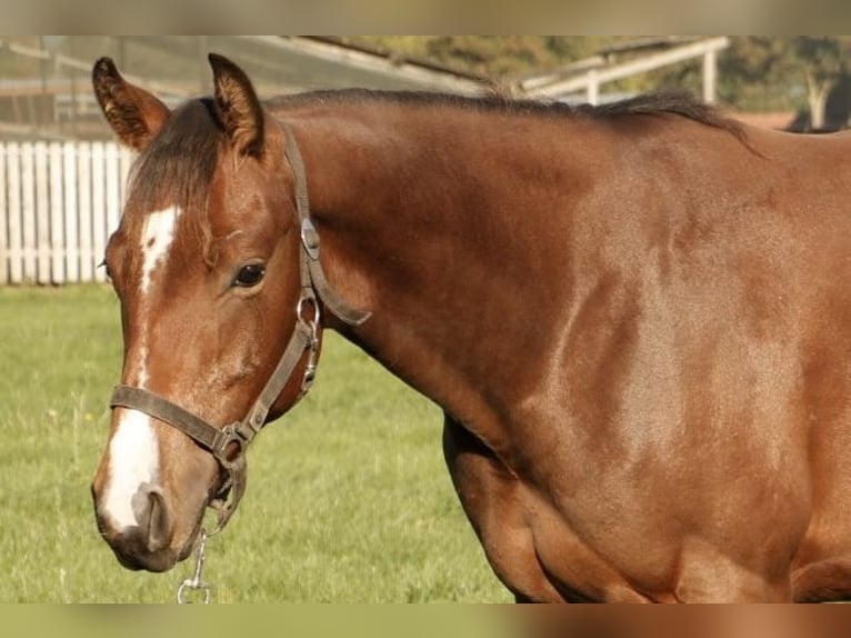 American Quarter Horse Mare 1 year Brown in Haren