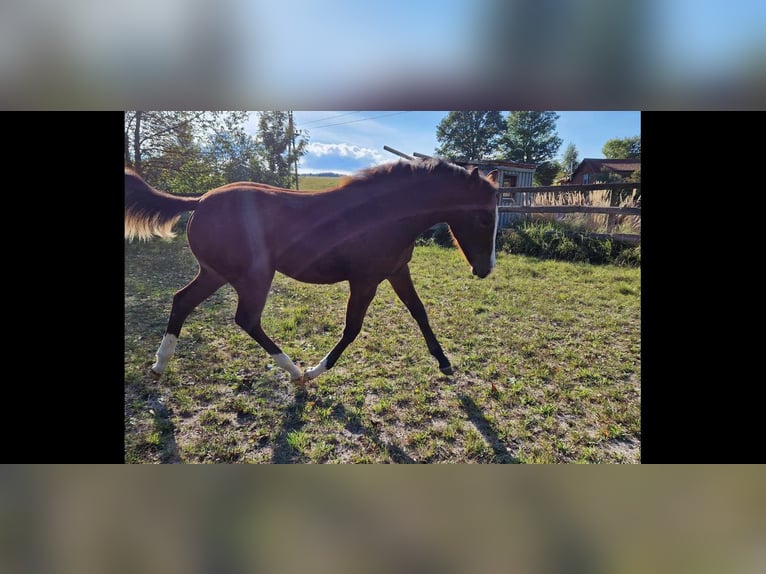 American Quarter Horse Mare 1 year Brown in Lest
