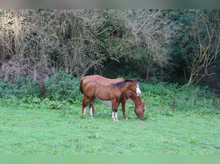 American Quarter Horse Mare 1 year Brown in Neuwied