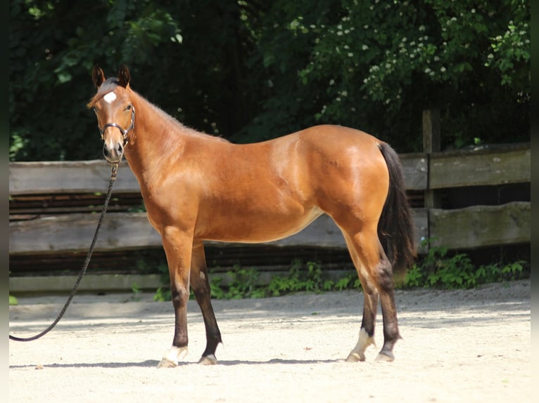 American Quarter Horse Mare 1 year Brown in Taufkirchen