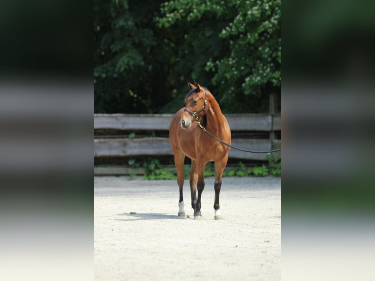 American Quarter Horse Mare 1 year Brown in Taufkirchen