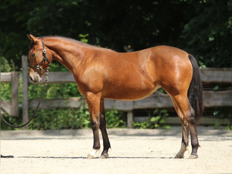 American Quarter Horse Mare 1 year Brown in Taufkirchen
