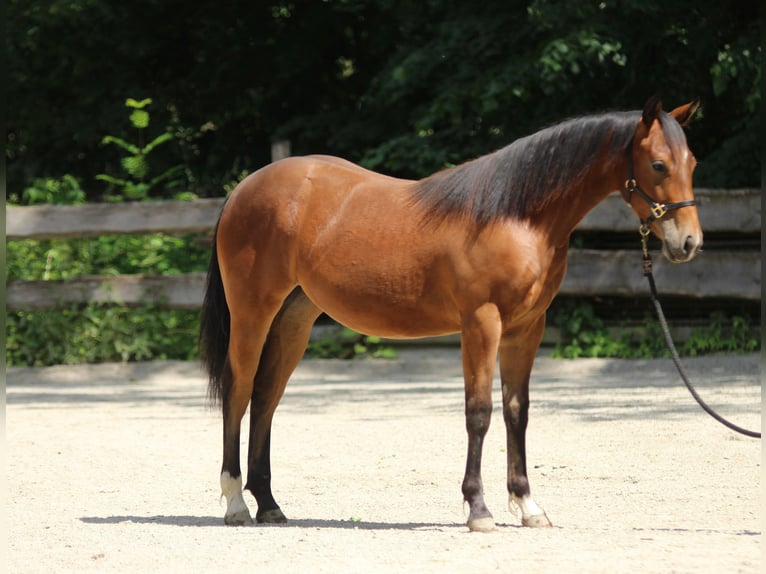 American Quarter Horse Mare 1 year Brown in Taufkirchen