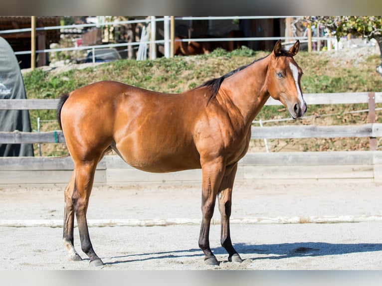American Quarter Horse Mare 1 year Brown in Oisnitz