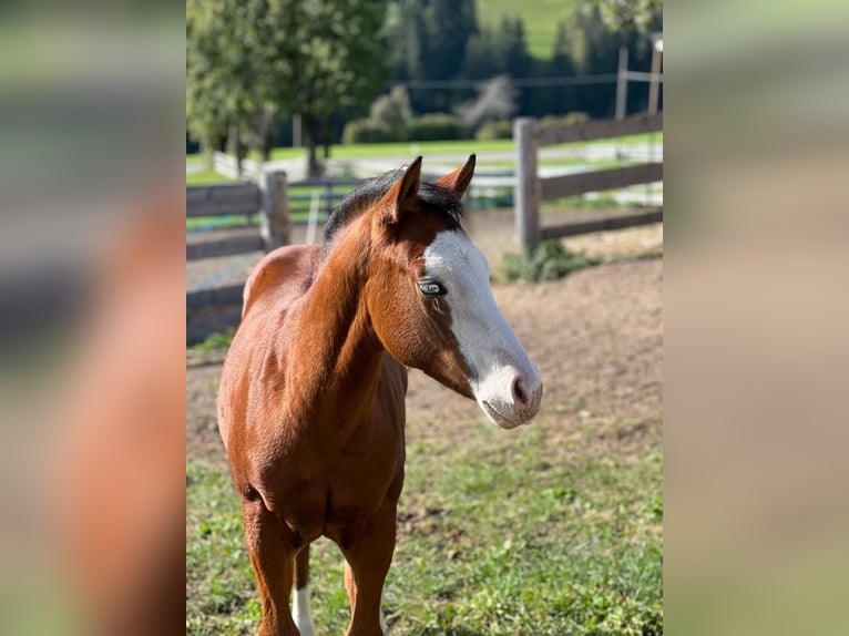 brown and white quarter horse