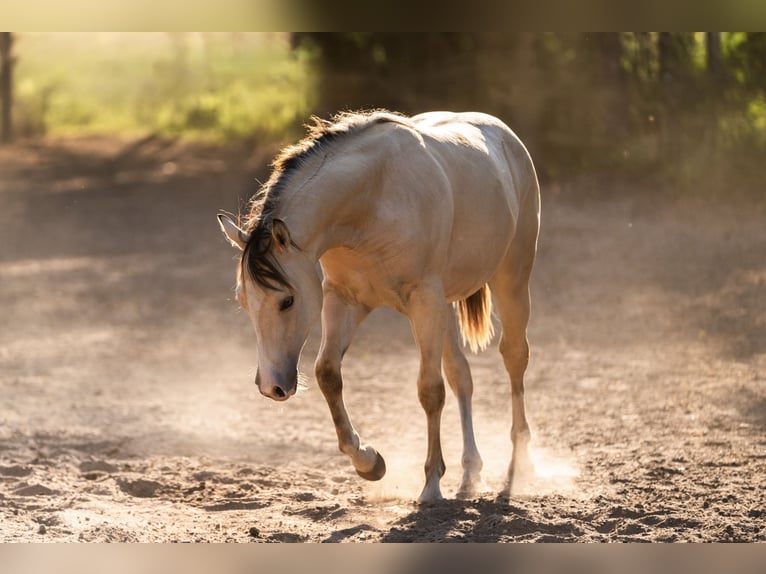 American Quarter Horse Mare 1 year Buckskin in Sankt Leon-Rot