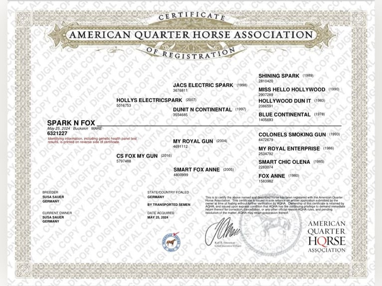 American Quarter Horse Mare 1 year Buckskin in Sankt Leon-Rot