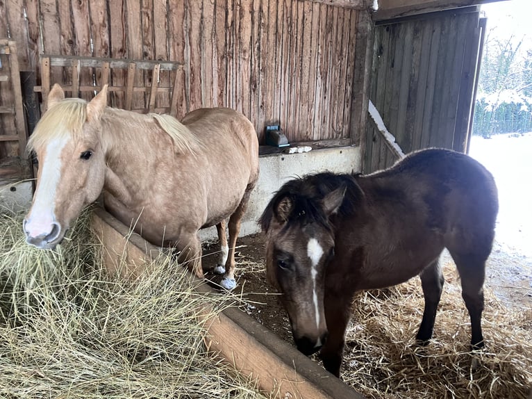 American Quarter Horse Mare 1 year Buckskin in Petit-Réderching