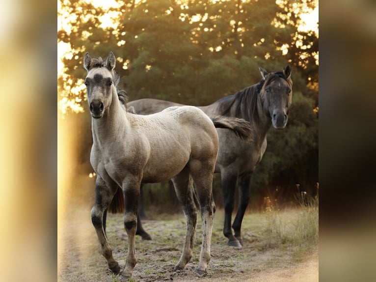 American Quarter Horse Mare 1 year Buckskin in Alt Duvenstedt