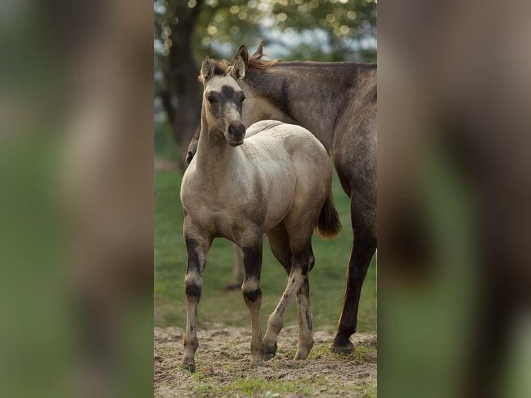 American Quarter Horse Mare 1 year Buckskin in Alt Duvenstedt