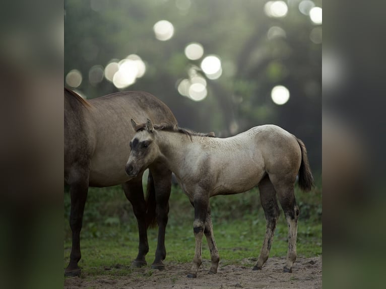 American Quarter Horse Mare 1 year Buckskin in Alt Duvenstedt