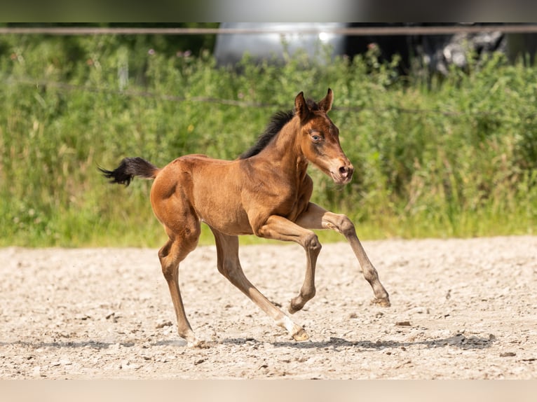 American Quarter Horse Mare 1 year Champagne in Lelystad