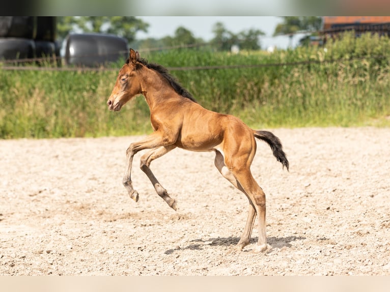 American Quarter Horse Mare 1 year Champagne in Lelystad