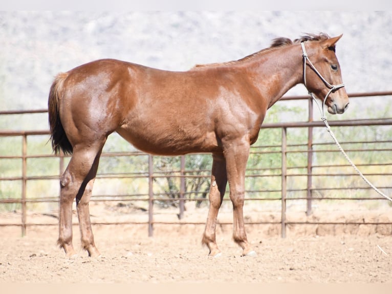 American Quarter Horse Mare 1 year Chestnut in Congress