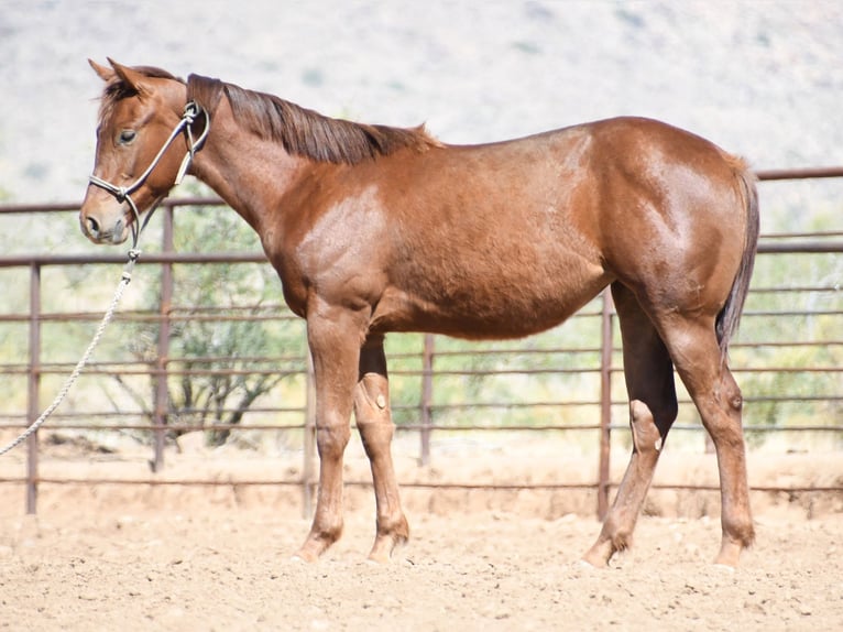American Quarter Horse Mare 1 year Chestnut in Congress