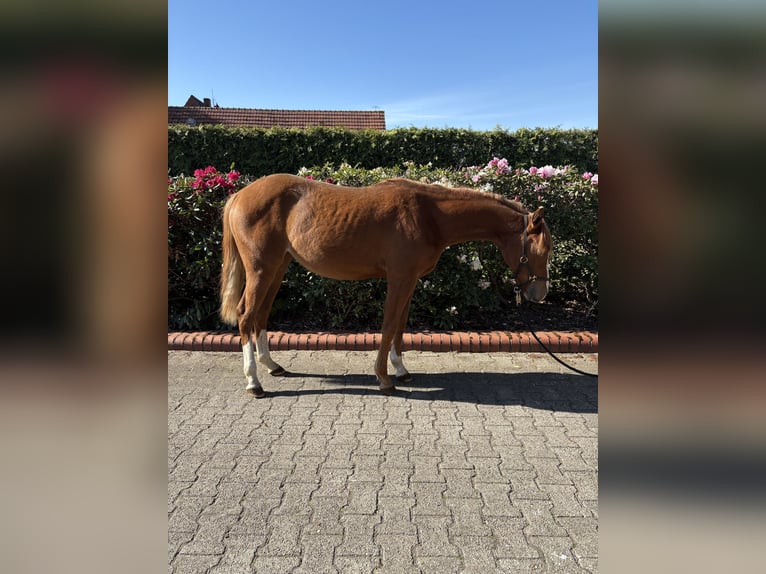 American Quarter Horse Mare 1 year Chestnut-Red in Haren