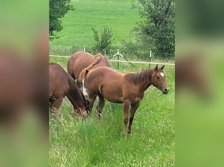 American Quarter Horse Mare 1 year Chestnut-Red in Pleystein  Lohma 11
