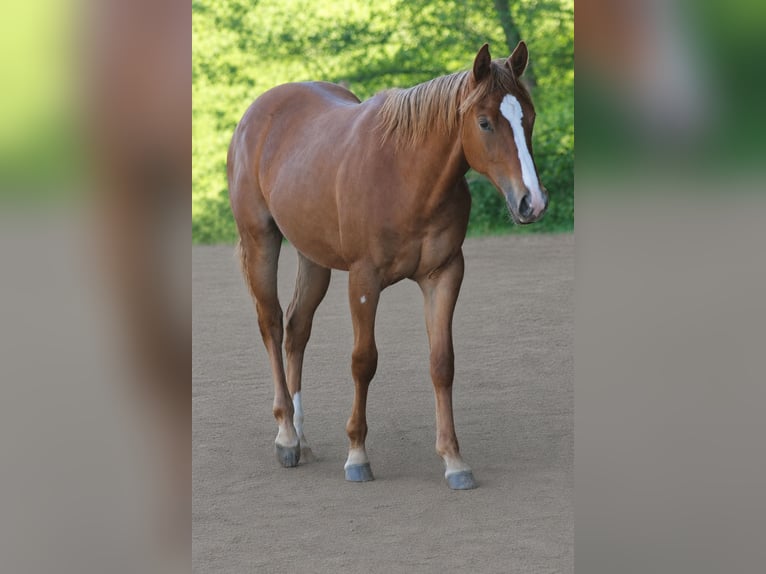 American Quarter Horse Mare 1 year Chestnut-Red in Laubach