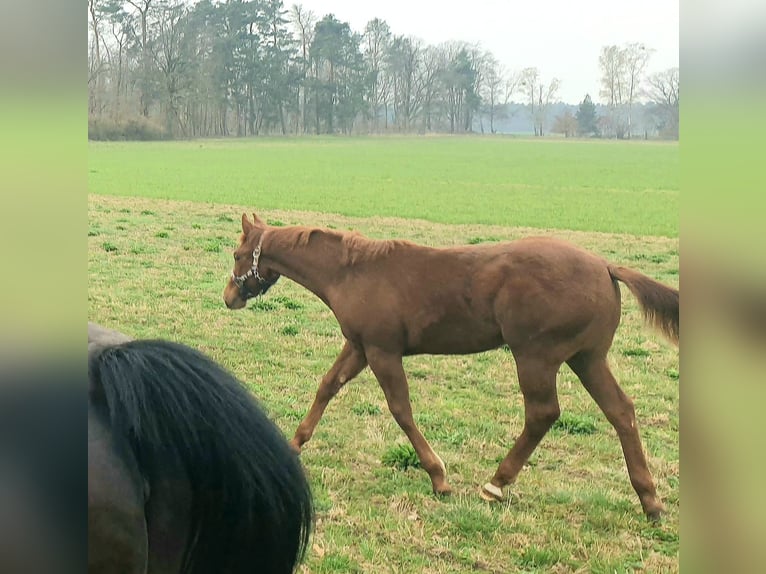 American Quarter Horse Mare 1 year Chestnut-Red in Zerbst