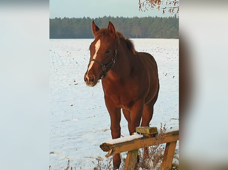 American Quarter Horse Mare 1 year Chestnut-Red in Zerbst