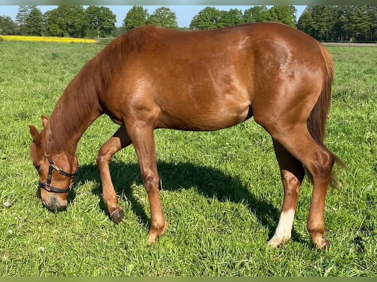 American Quarter Horse Mare 1 year Chestnut-Red in Diepenau