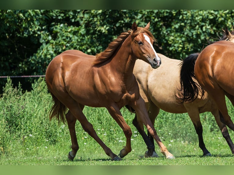 American Quarter Horse Mare 1 year Chestnut-Red in Dietenheim