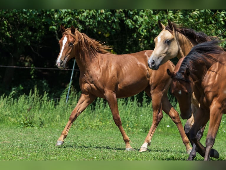 American Quarter Horse Mare 1 year Chestnut-Red in Dietenheim