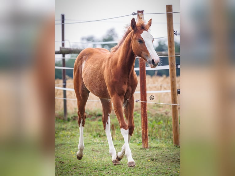 American Quarter Horse Mare 1 year Chestnut-Red in Wels