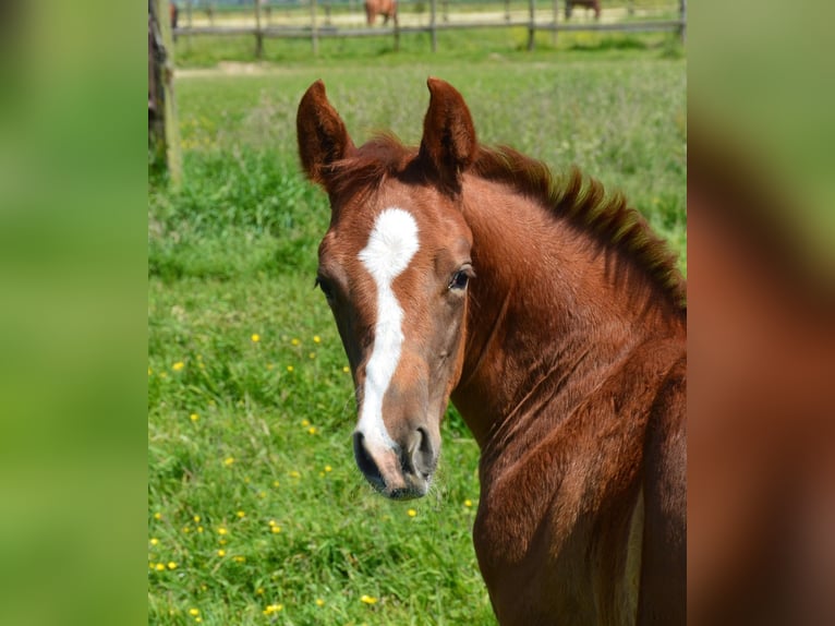 American Quarter Horse Mare 1 year Chestnut-Red in Uedem