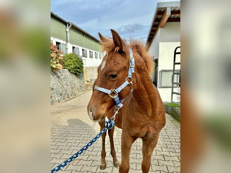 American Quarter Horse Mare 1 year Chestnut in Windeck