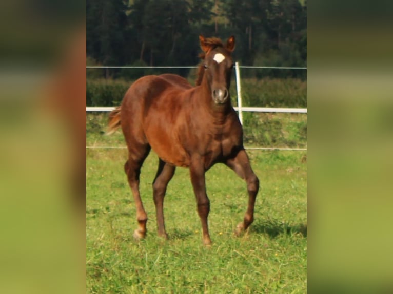 American Quarter Horse Mare 1 year Chestnut in Pleystein  Lohma 11a