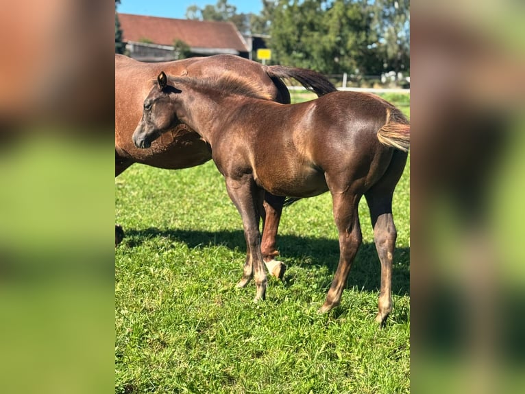 American Quarter Horse Mare 1 year Chestnut in Pleystein  Lohma 11a