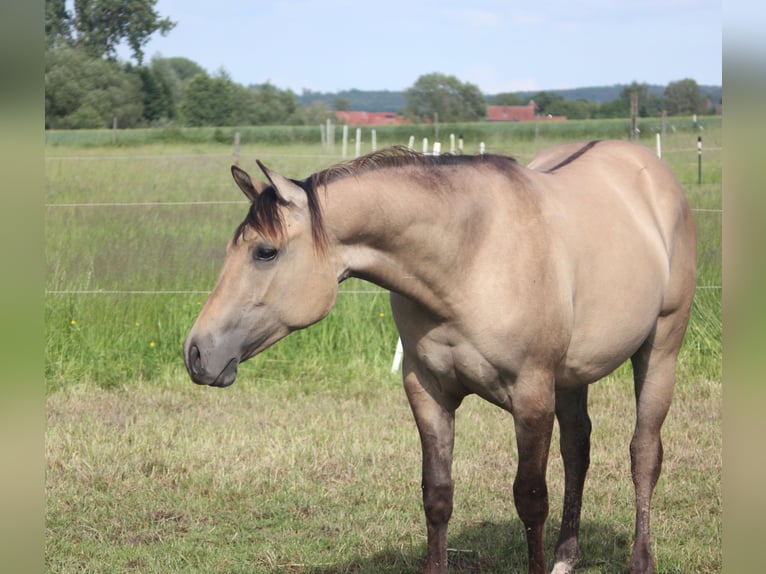 American Quarter Horse Mare 1 year Dun in Blomberg