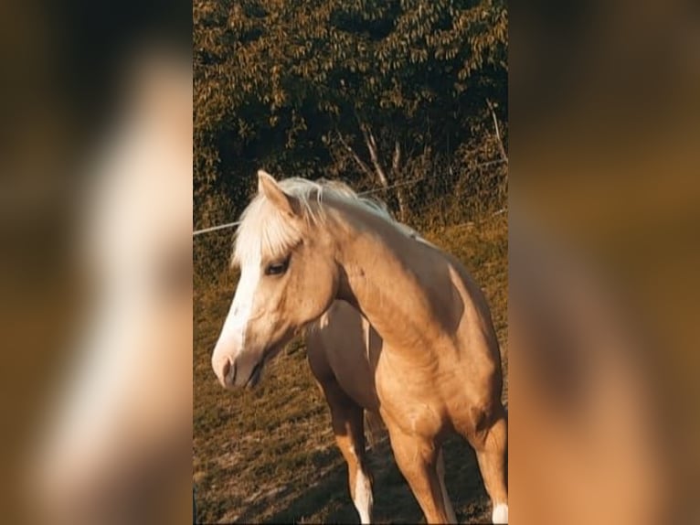 American Quarter Horse Mix Mare 1 year Palomino in Lenartowice